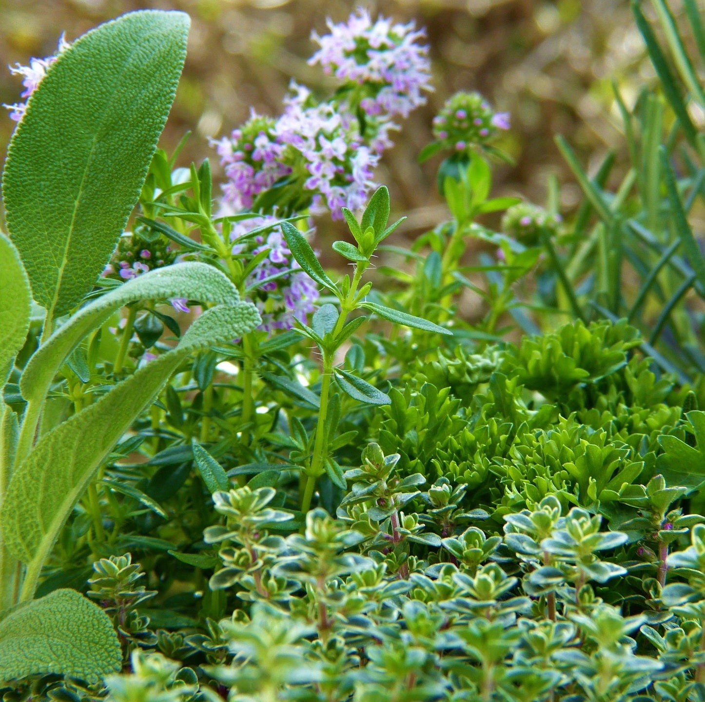 Aromatici_famiglia_Olfattiva