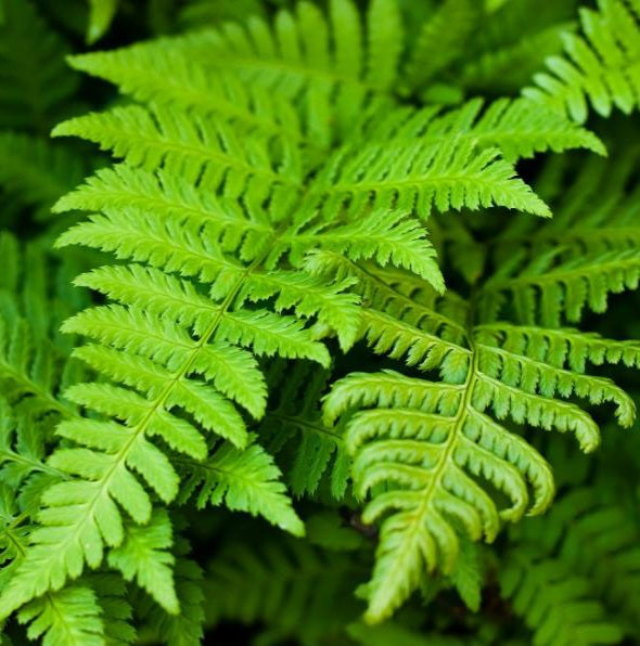 Fougere_famiglia_Olfattiva